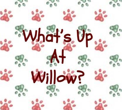 What's Up At Willow?
