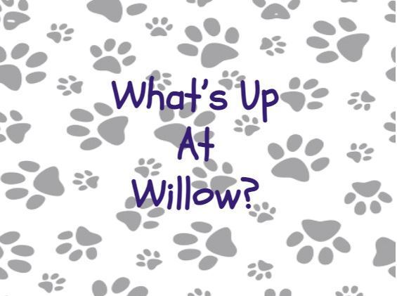 What's up at Willow?